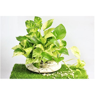 Cây trầu bà xanh - Cây kiểng mini