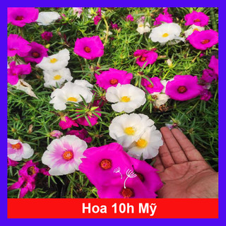 Cây hoa mười giờ mỹ - Cây kiểng sân vườn