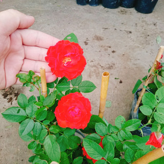 Cây Hoa Hồng Lửa - cây kiểng để bàn