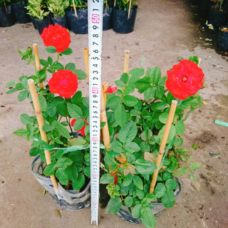 Cây Hoa Hồng Lửa - cây kiểng để bàn