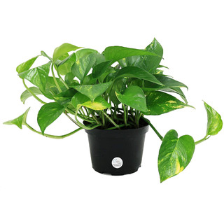 Cây trầu bà xanh - Cây kiểng mini