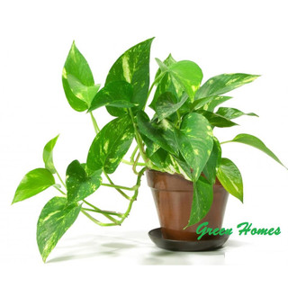 Cây trầu bà xanh - Cây kiểng mini