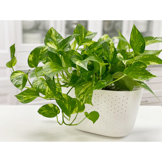 Cây trầu bà xanh - Cây kiểng mini