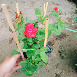 Cây Hoa Hồng Lửa - cây kiểng để bàn