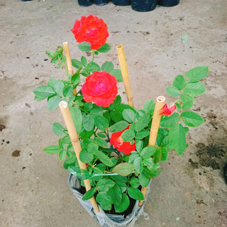 Cây Hoa Hồng Lửa - cây kiểng để bàn