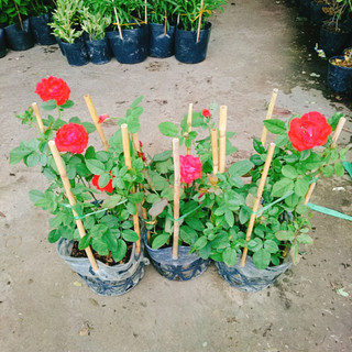 Cây Hoa Hồng Lửa - cây kiểng để bàn