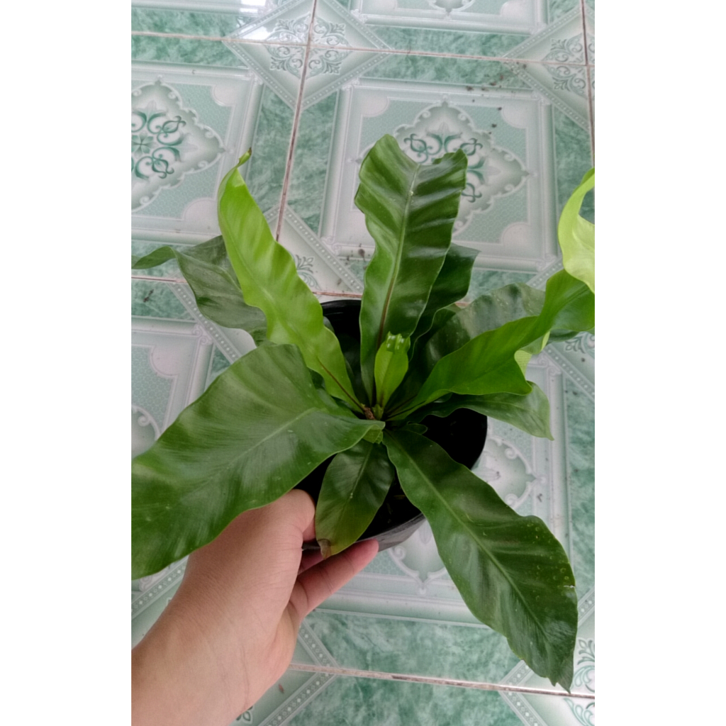 Cây Tổ Phụng - Cây kiểng để bàn
