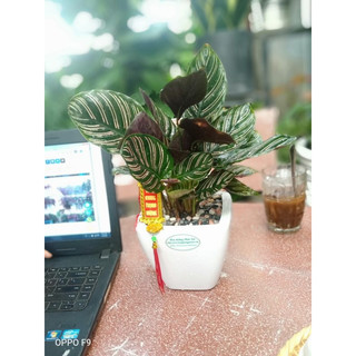 Cây Đuôi Công + Cây trang trí