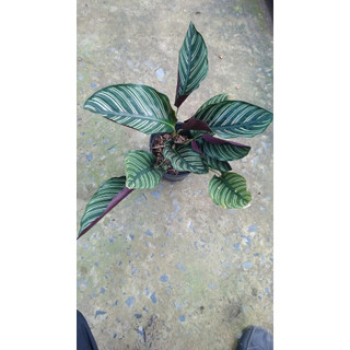 Cây Đuôi Công + Cây trang trí