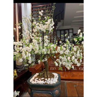 Cây giống nhất chi mai