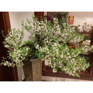 Cây giống nhất chi mai