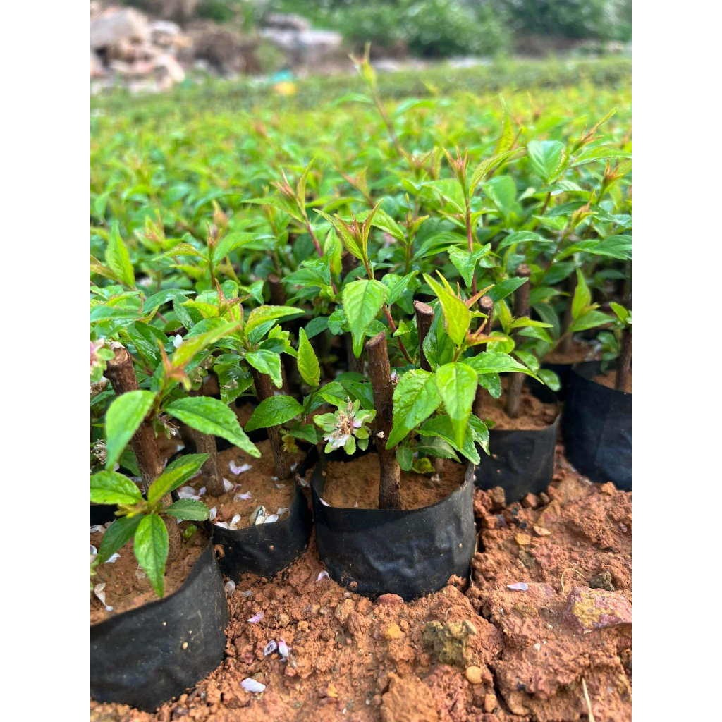Cây giống nhất chi mai