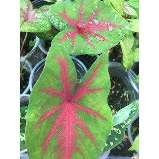 Cây môn kiểng Caladium