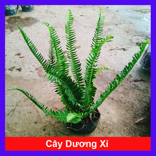 Cây Dương Xỉ Lá Me - Cây kiểng để bàn