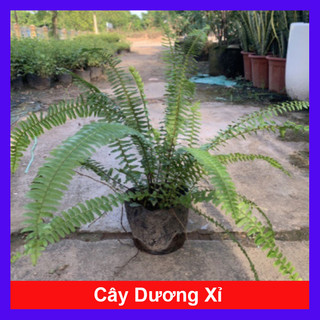 Cây Dương Xỉ Lá Me - Cây kiểng để bàn
