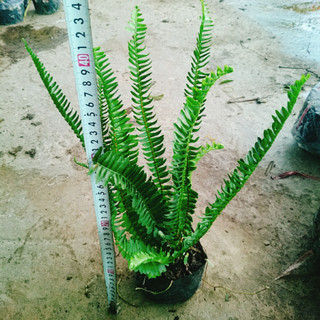 Cây Dương Xỉ Lá Me - Cây kiểng để bàn