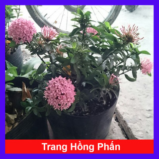 Cây Bông Trang Hồng Phấn - Cây kiểng trang trí