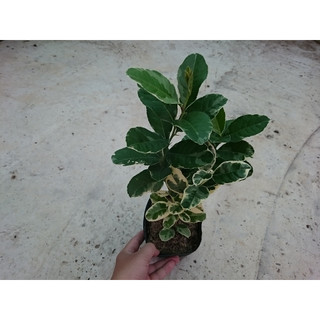 Cây Chanh Cẩm Thạch (Không hạt) - Cây ăn quả