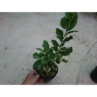 Cây Chanh Cẩm Thạch (Không hạt) - Cây ăn quả