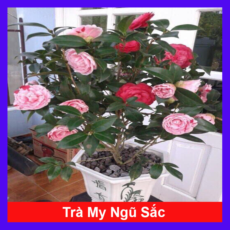 Cây Hoa Trà Ngũ Sắc - Ra hoa sau 4 tháng