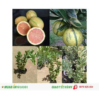 Cây Chanh Cẩm Thạch (Không hạt) - Cây ăn quả