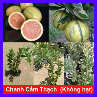 Cây chanh cẩm thạch - cây ăn quả