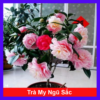 Cây Hoa Trà Ngũ Sắc - Ra hoa sau 4 tháng