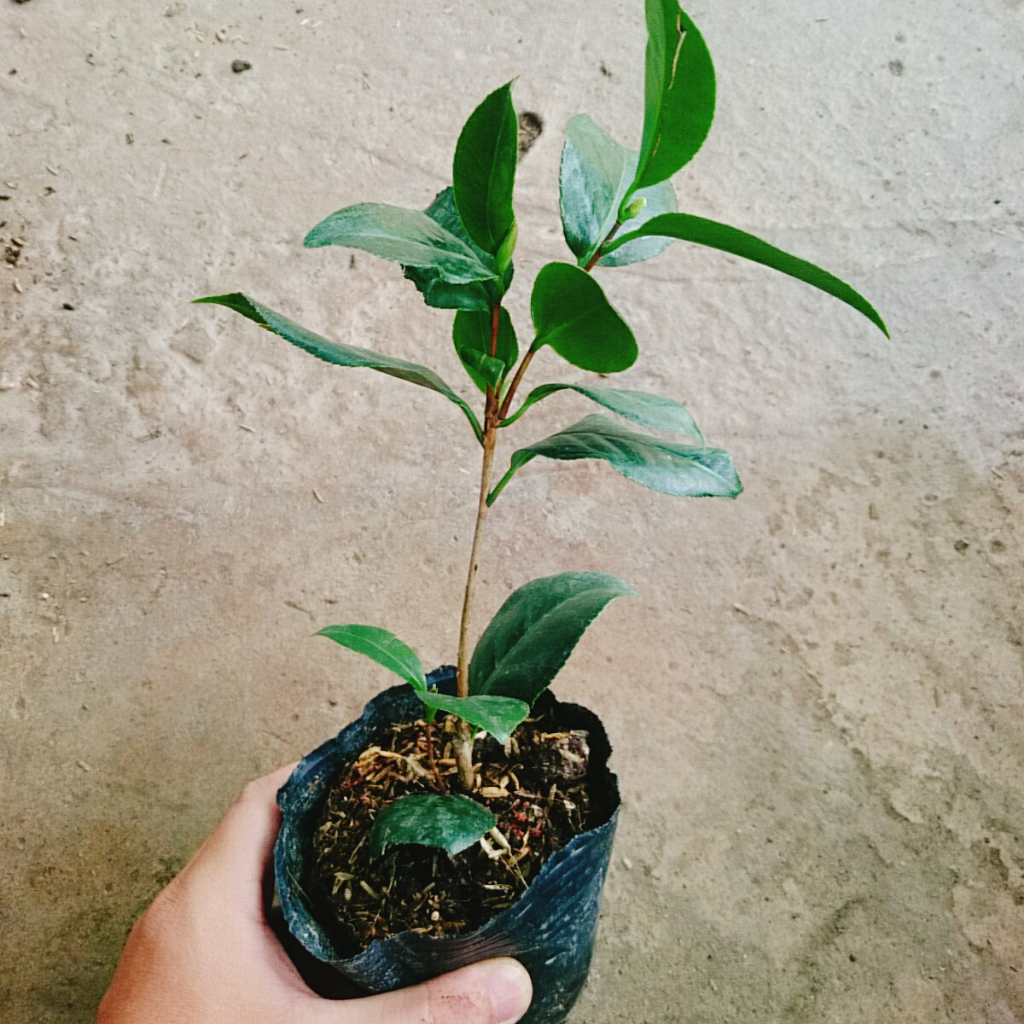 Cây Hoa Trà Ngũ Sắc - Ra hoa sau 4 tháng