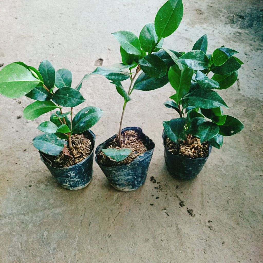 Cây Hoa Trà Ngũ Sắc - Ra hoa sau 4 tháng