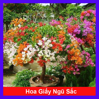 Cây hoa giấy ngũ sắc - cây kiểng để bàn