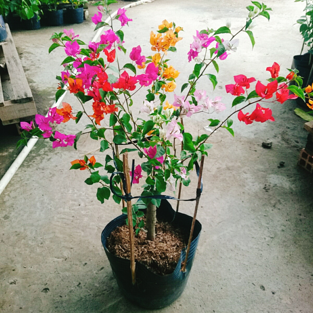 Cây Hoa Giấy Ngũ Sắc  - Cây kiểng để bàn