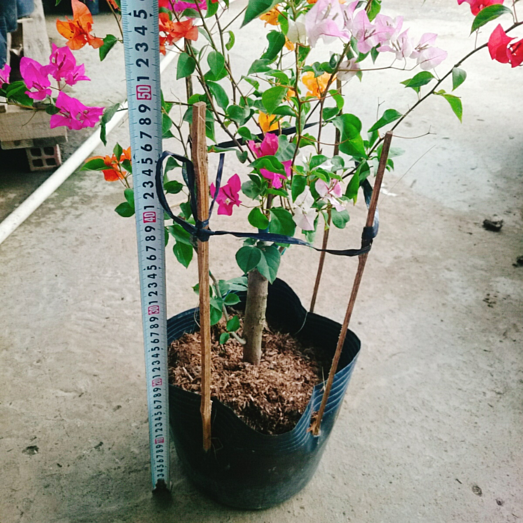 Cây Hoa Giấy Ngũ Sắc  - Cây kiểng để bàn