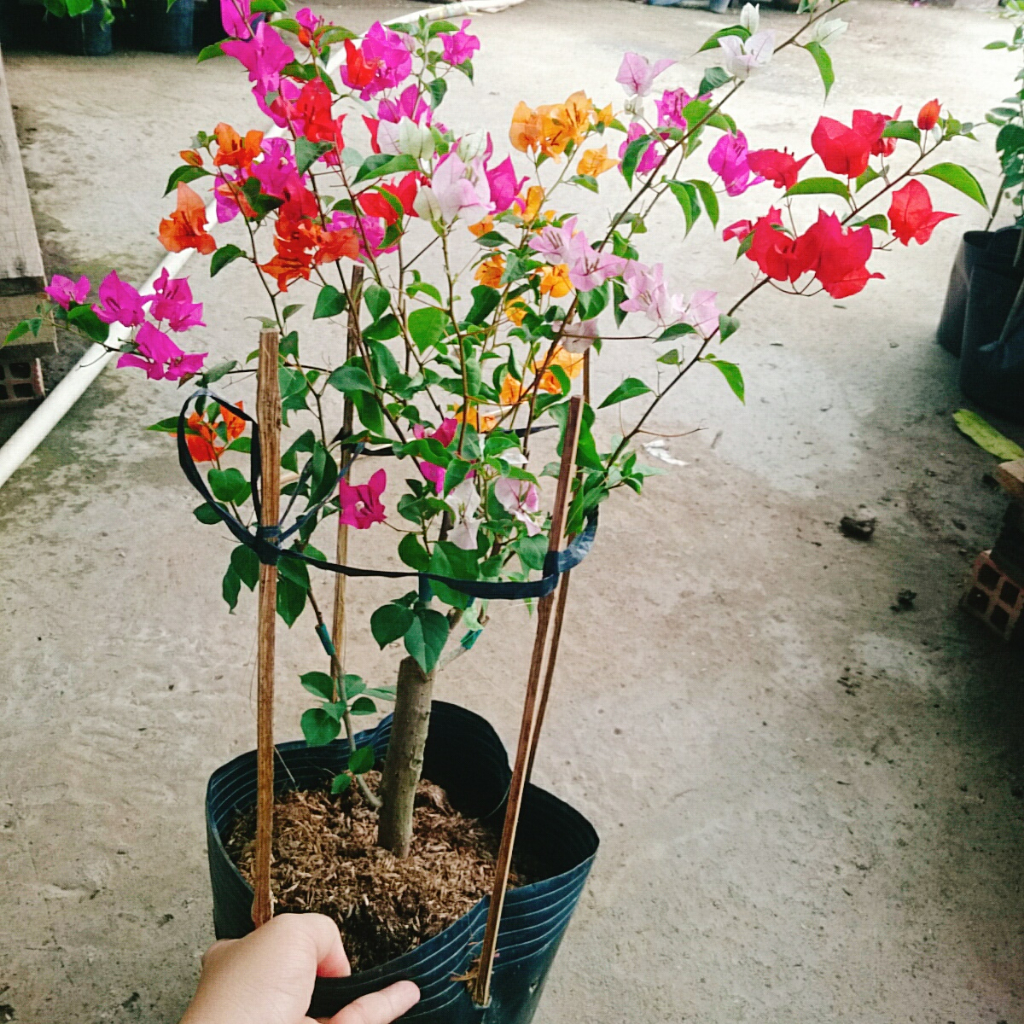 Cây Hoa Giấy Ngũ Sắc  - Cây kiểng để bàn