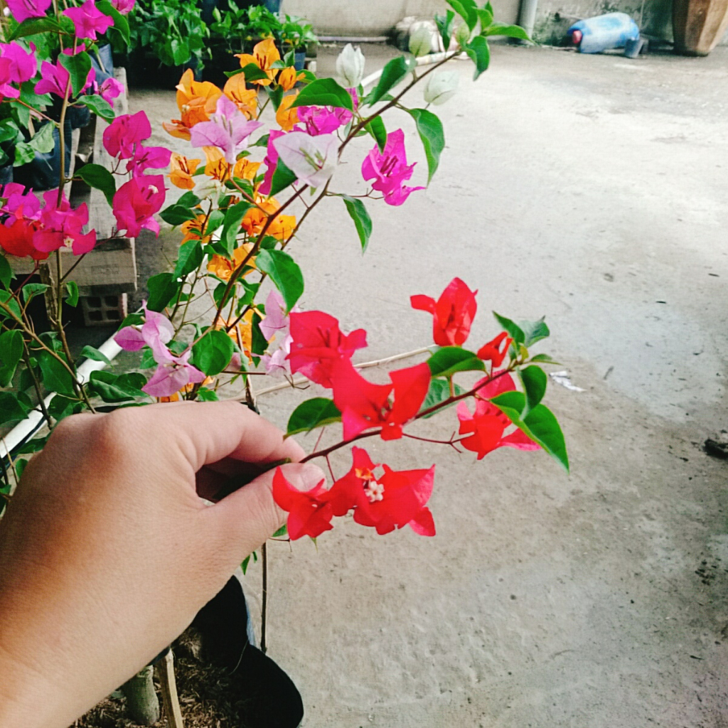 Cây Hoa Giấy Ngũ Sắc  - Cây kiểng để bàn