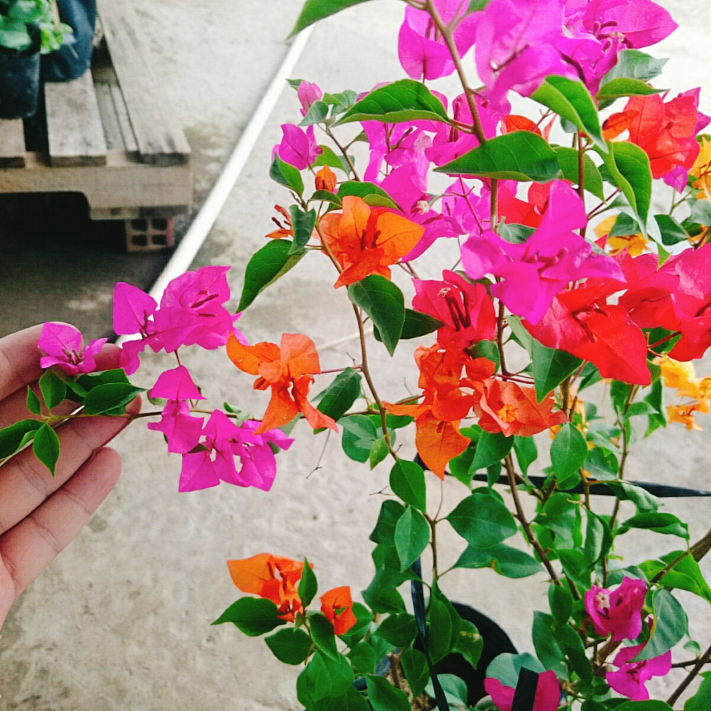 Cây Hoa Giấy Ngũ Sắc  - Cây kiểng để bàn