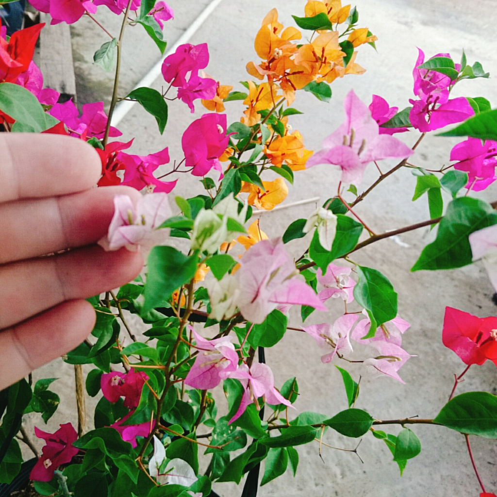 Cây Hoa Giấy Ngũ Sắc  - Cây kiểng để bàn