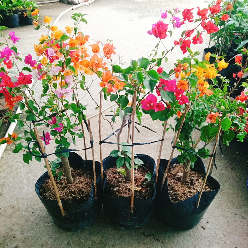 Cây Hoa Giấy Ngũ Sắc  - Cây kiểng để bàn