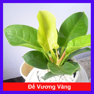 Cây trầu bà đế vương vàng - Cây kiểng để bàn