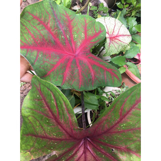 Cây môn kiểng Caladium