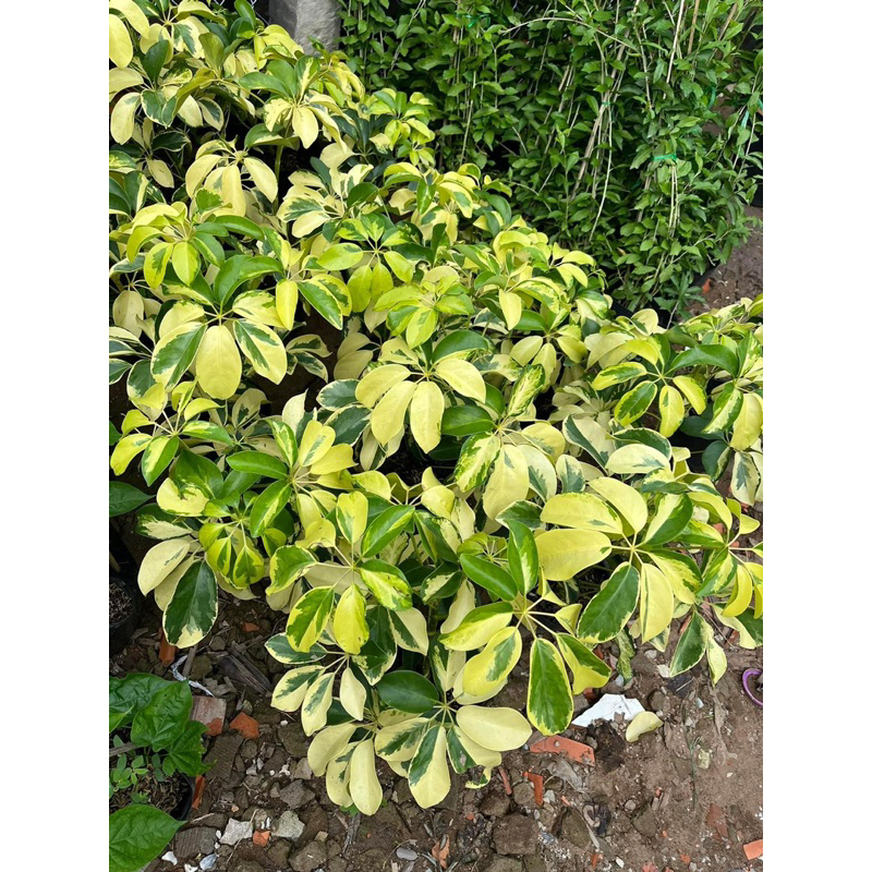 Cây ngũ gia bì cẩm thạch