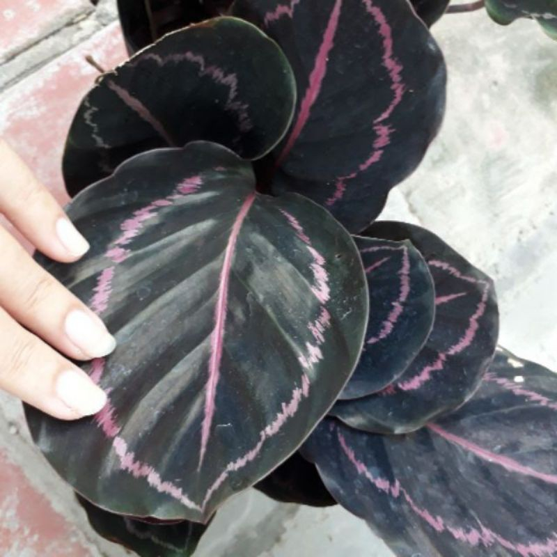 Cây đuôi công tím - Cây kiểng để bàn