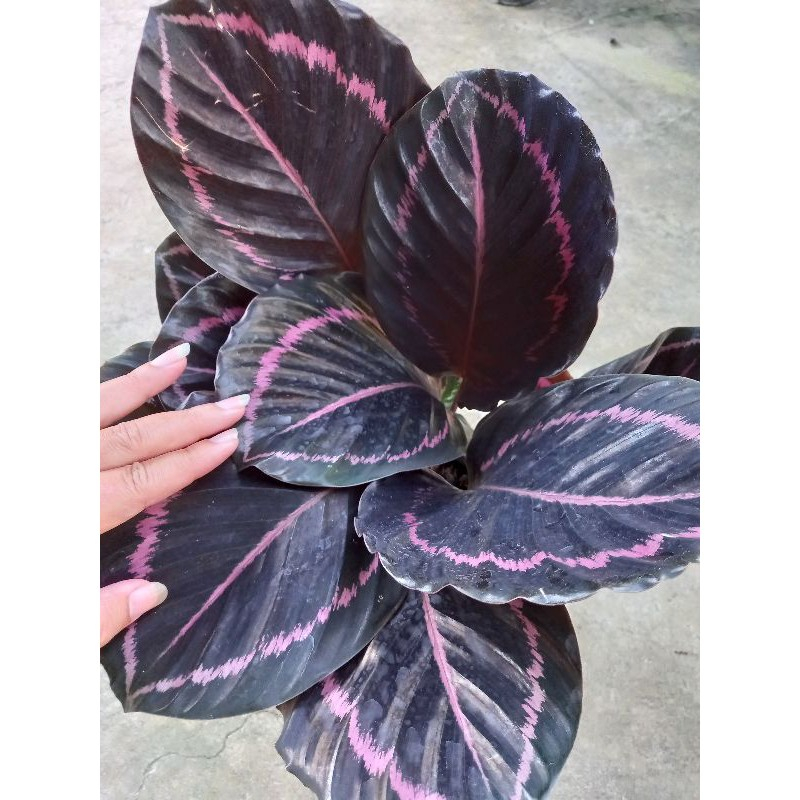 Cây đuôi công tím - Cây kiểng để bàn