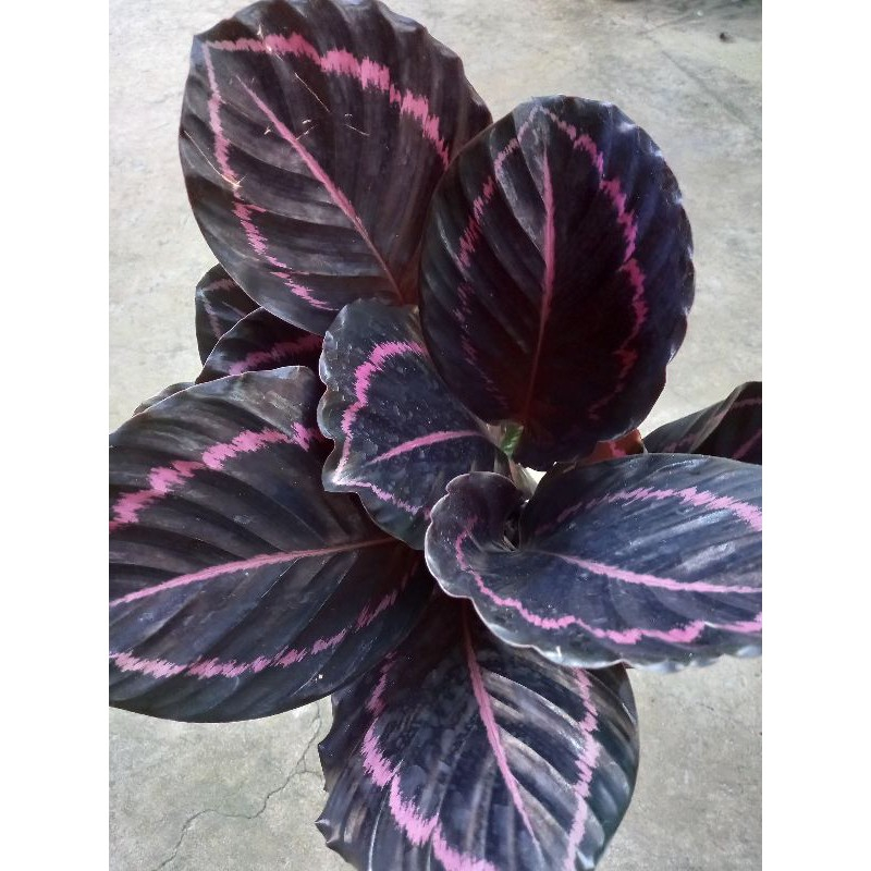 Cây đuôi công tím - Cây kiểng để bàn