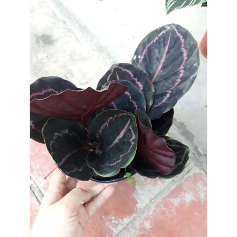 Cây đuôi công tím - Cây kiểng để bàn