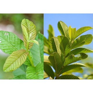 Combo 500gr lá ổi tươi