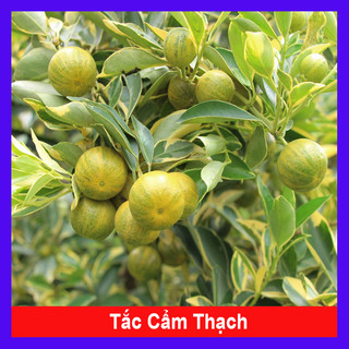 Cây Tắc Cẩm Thạch - cây kiểng để bàn