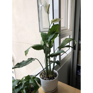 Cây Lan Ý - Cây mini để bàn