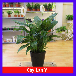 Cây lan ý - cây mini để bàn