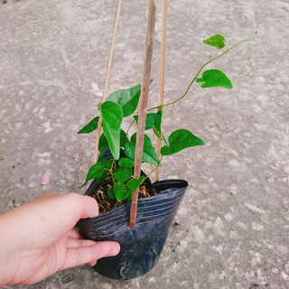Cây sương sâm trơn (ươm cành rễ ổn định)