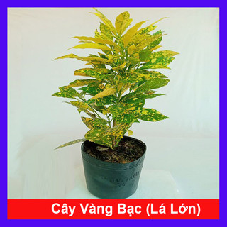 Cây Vàng Bạc Lá Lớn - Cây kiểng trang trí phong thủy tài lộc